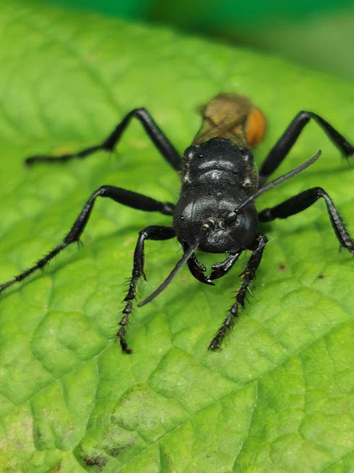 Podalonia affinis