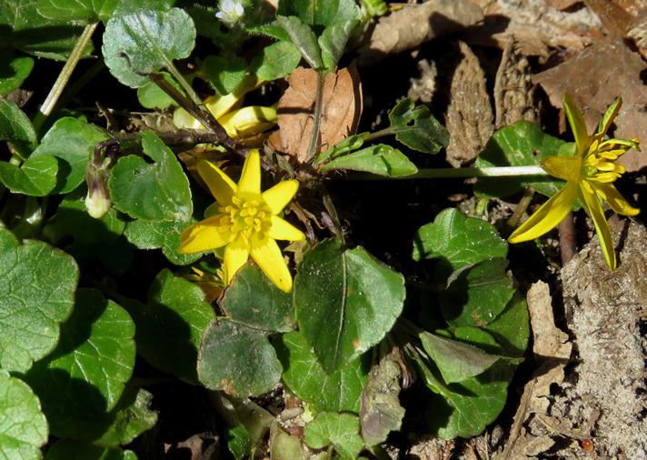 Almindelig Vorterod (Ranunculus ficaria ssp. ficaria)