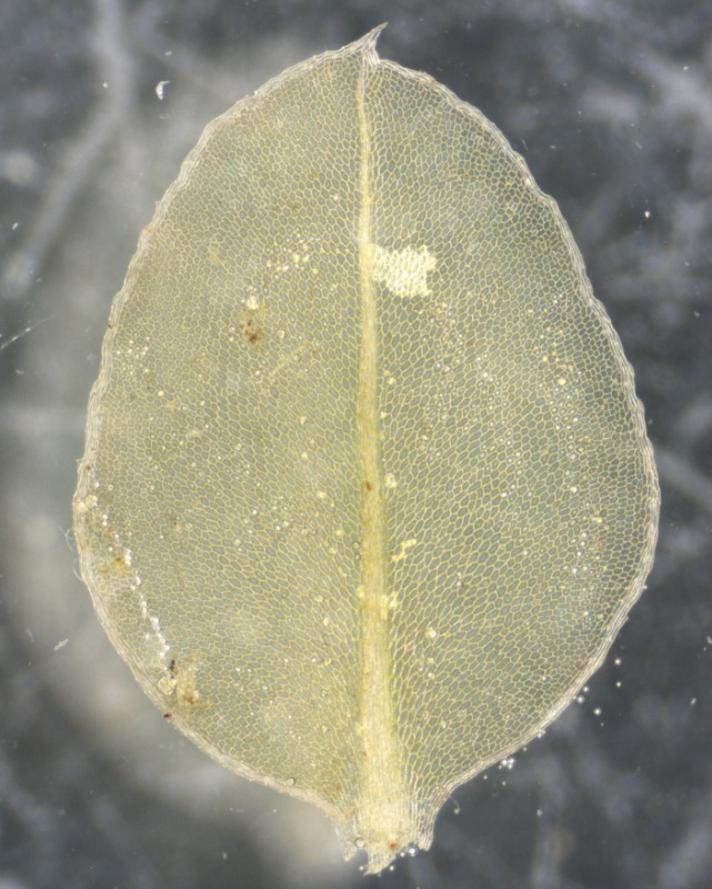 Mose-Krybstjerne (Plagiomnium ellipticum)