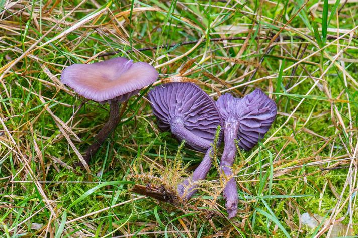 Violet Ametysthat (Laccaria amethystina)
