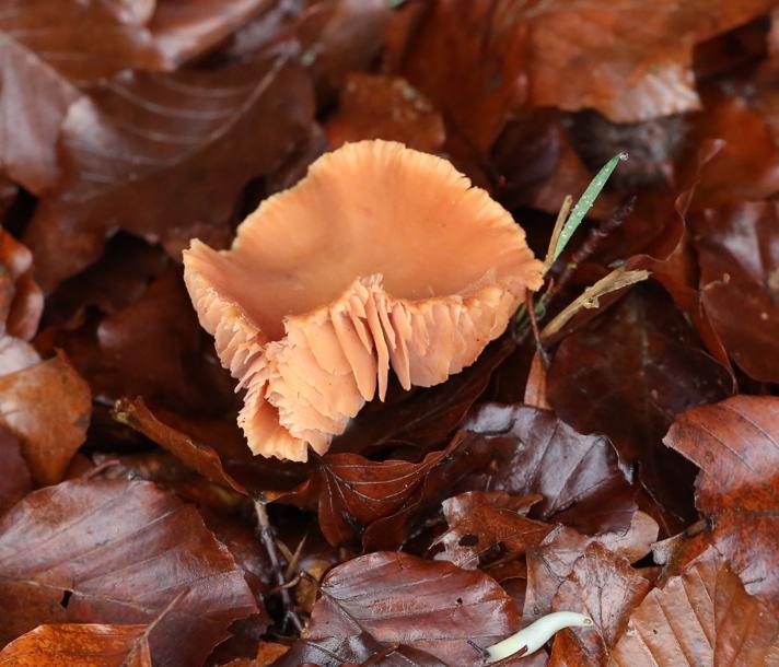 Rød Ametysthat (Laccaria laccata)
