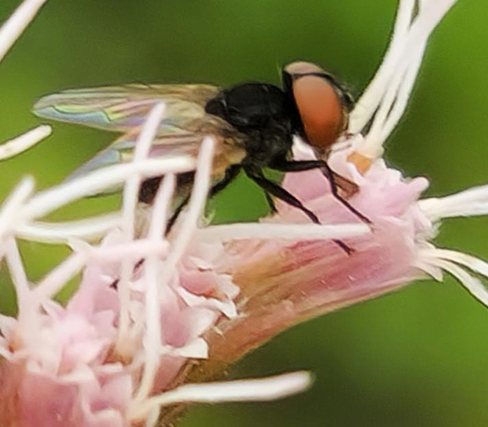 Phasia barbifrons