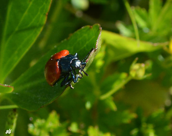 Chrysomela sp.