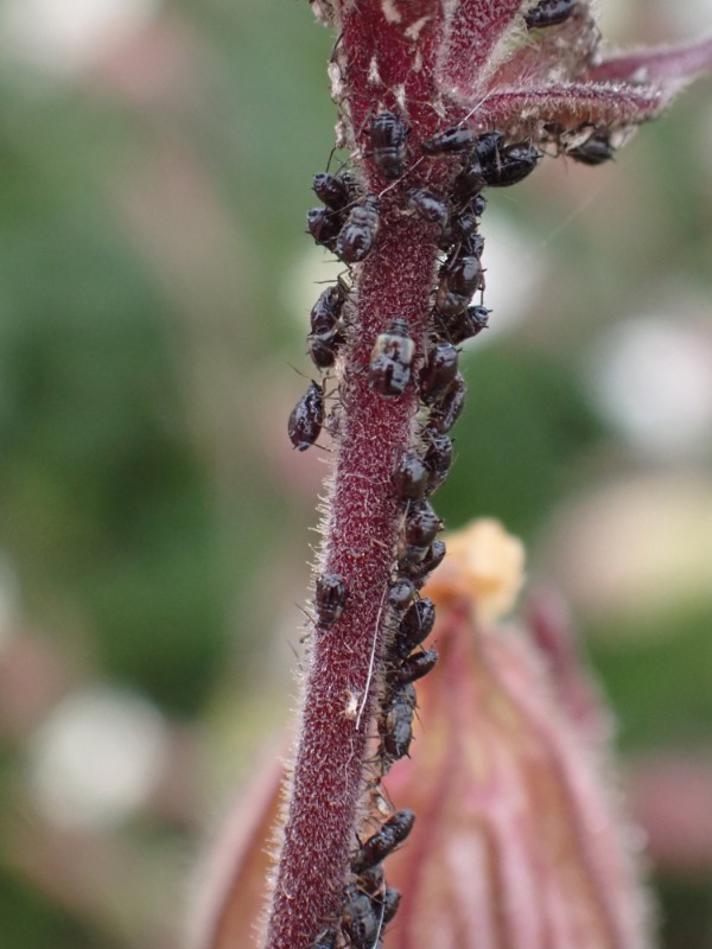 Aftenpragtstjernebladlus (Brachycaudus lychnidis)