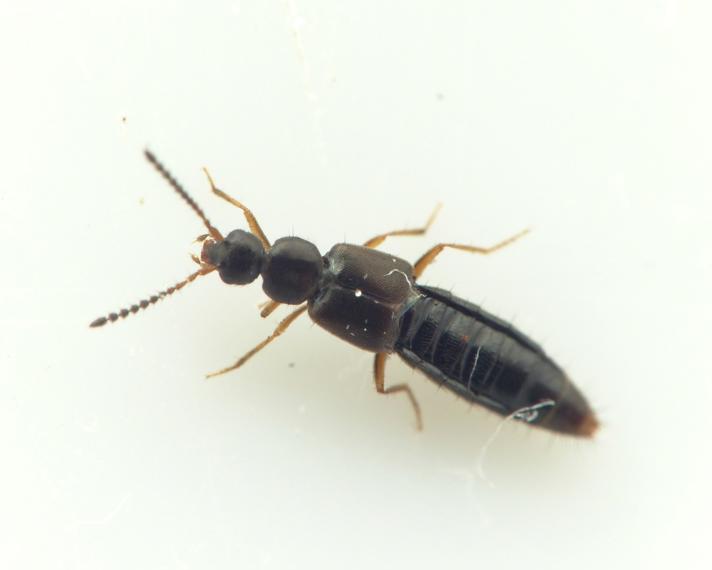 Atheta marcida