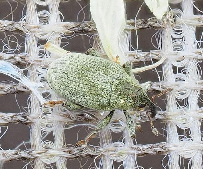 Drupenatus nasturtii