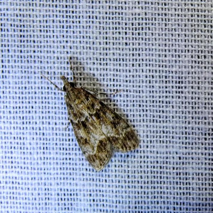 Eudonia sp.