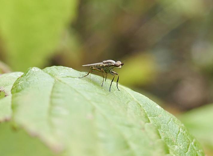 Pherbellia cinerella