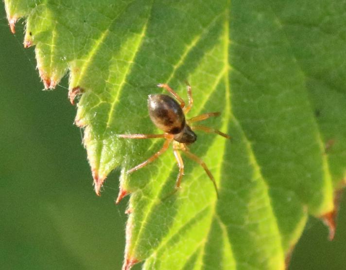 Gongylidium rufipes