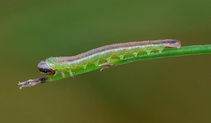 Dolerus aericeps