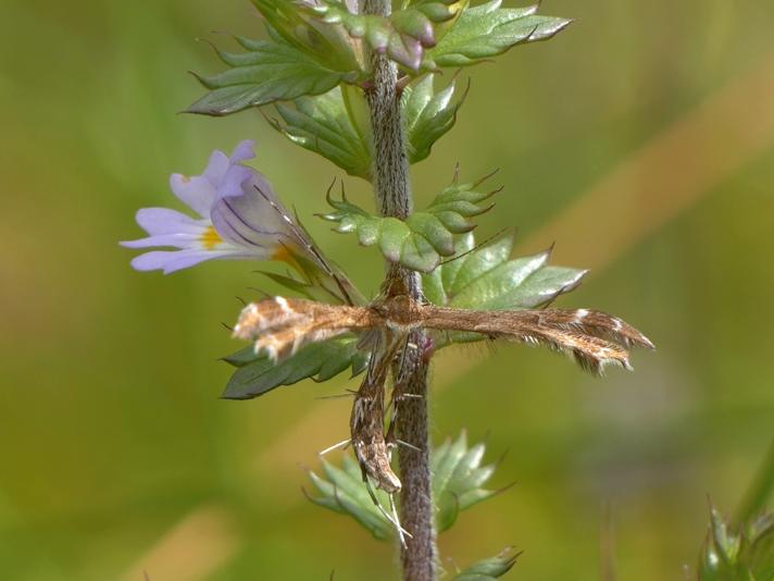 Oxyptilus sp.