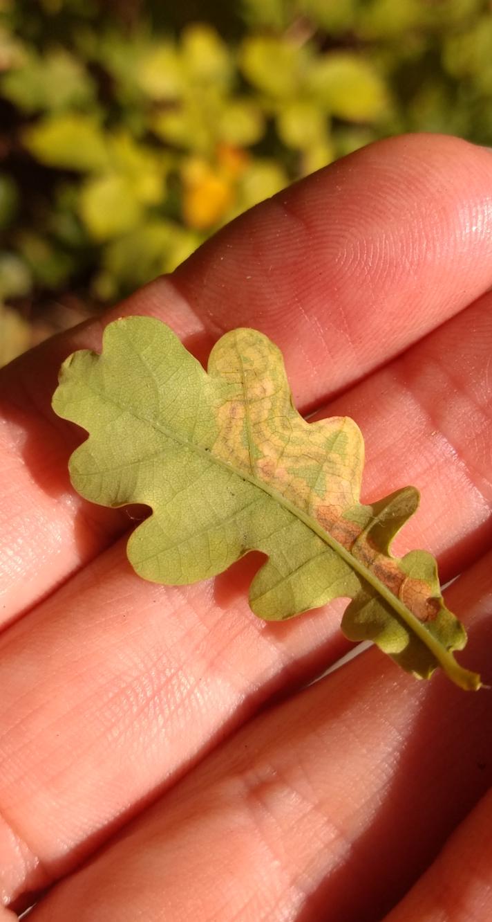 Stigmella sp.