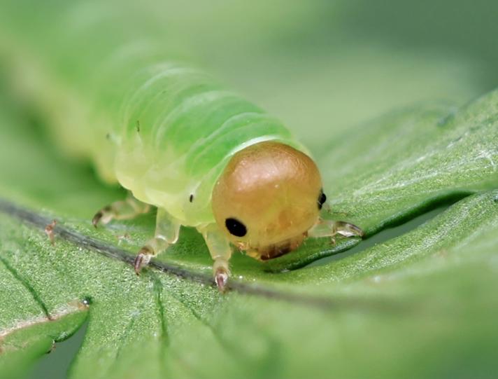 Strongylogaster macula