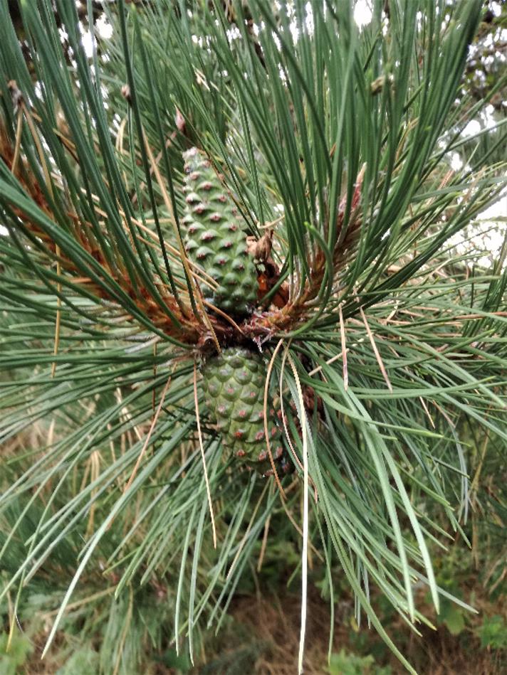 Pinus nigra ssp. nigra (Pinus nigra ssp. nigra)