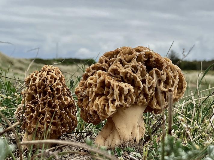 Morchella dunensis