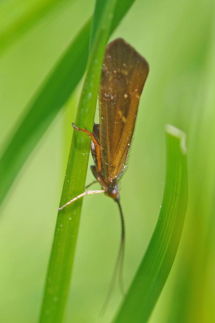 Limnephilus auricula