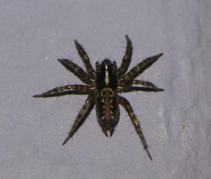 Textrix denticulata