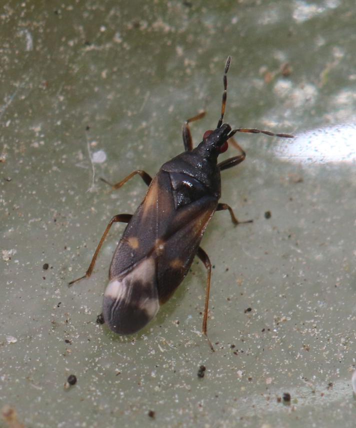 Anthocoris butleri