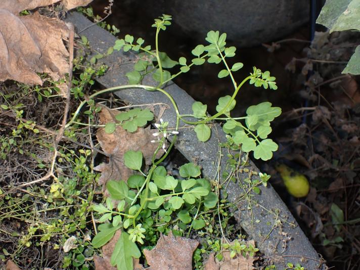 Cardamine sp.