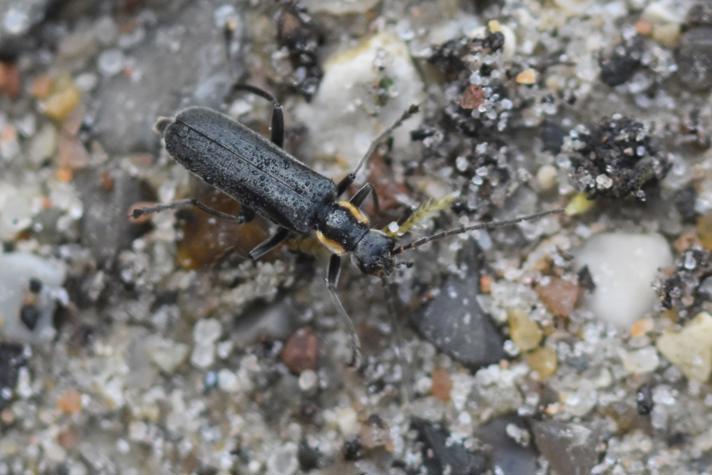 Cantharis obscura