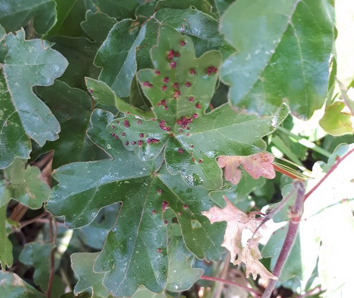 Lille Navrbladgalmide (Aceria myriadeum)