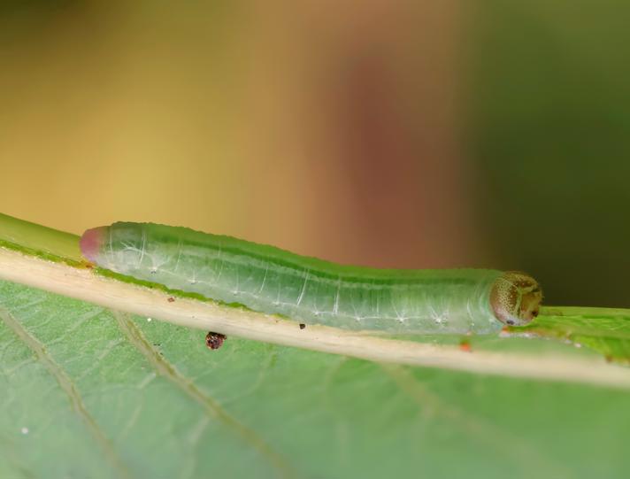 Pristiphora luteipes