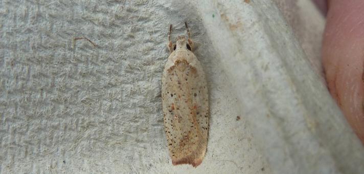 Agonopterix nervosa