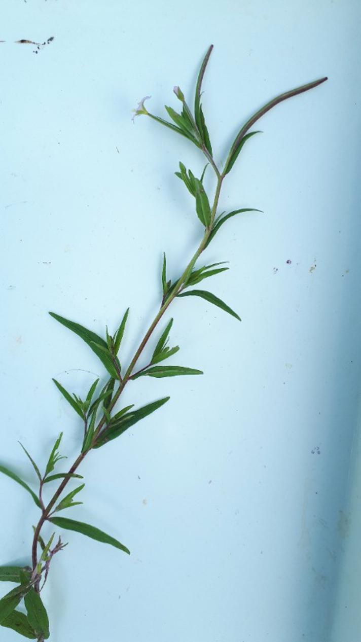 Kær-Dueurt (Epilobium palustre)
