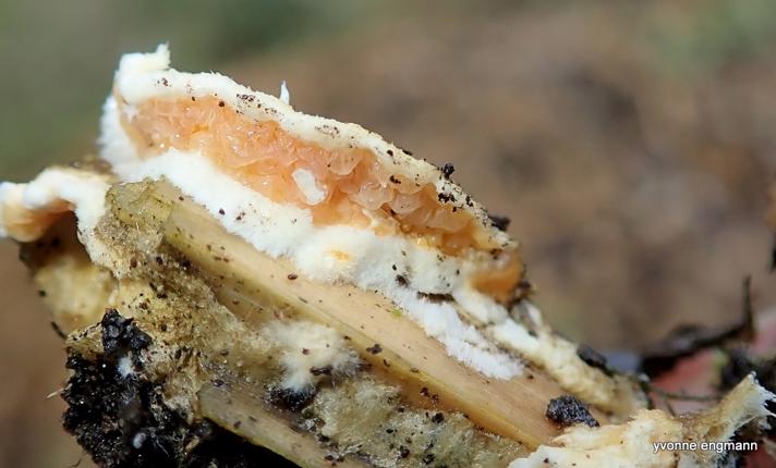 Blød Hussvamp (Leucogyrophana mollusca)