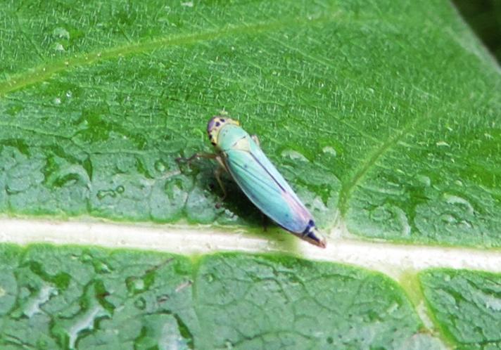 Grøn Sumpcikade (Cicadella viridis)