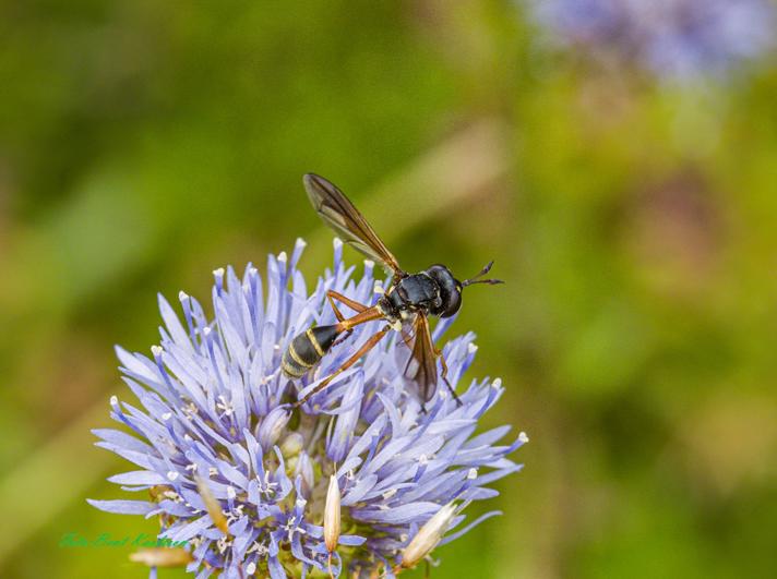 Physocephala sp.