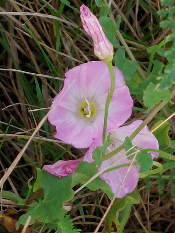 Ager-Snerle (Convolvulus arvensis)