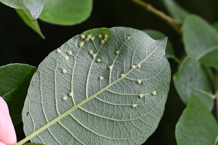 Iteomyia capreae