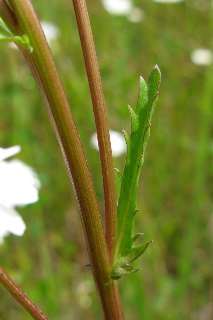 Hvid Okseøje (Leucanthemum vulgare)