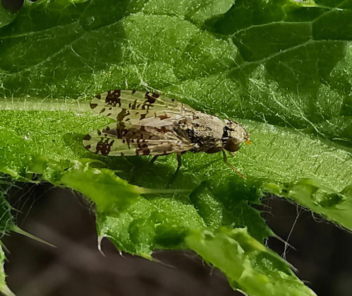 Tephritis hyoscyami