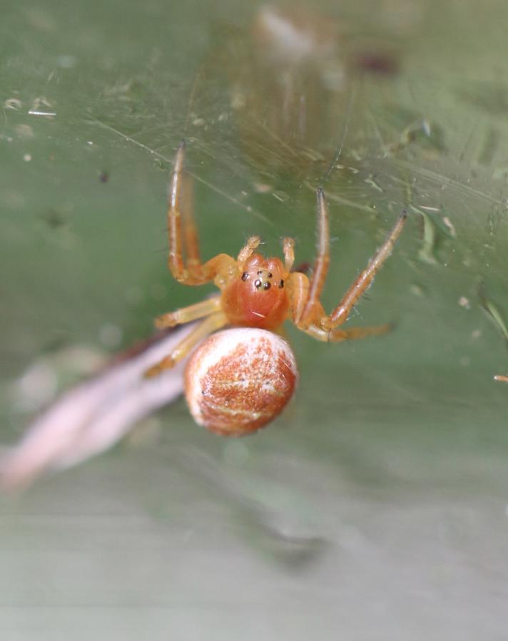 Agurkeedderkop sp.