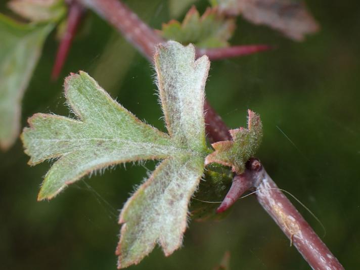 Podosphaera clandestina