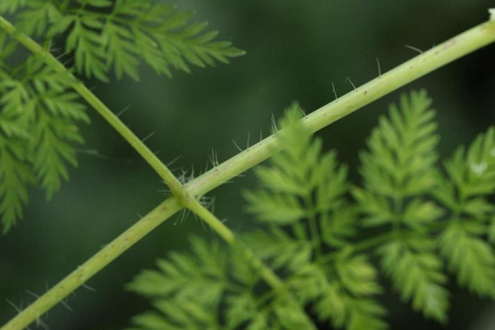 Knoldet Hulsvøb (Chaerophyllum bulbosum)