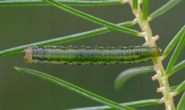 Pristiphora saxesenii