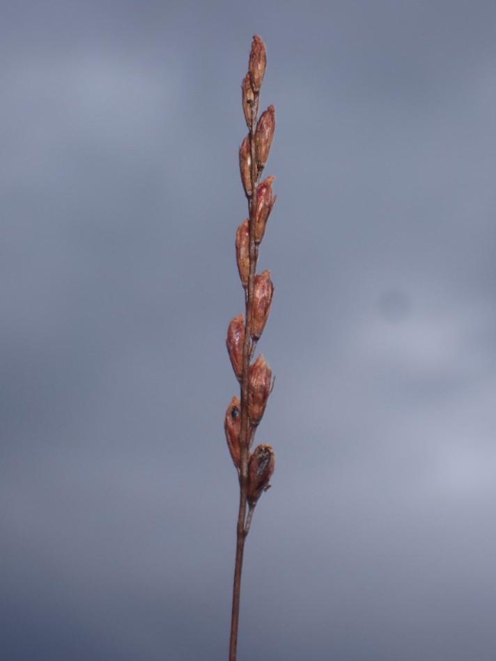 Rundbladet Soldug (Drosera rotundifolia)