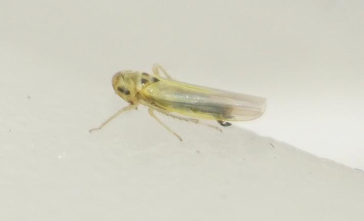 Zyginidia sp.