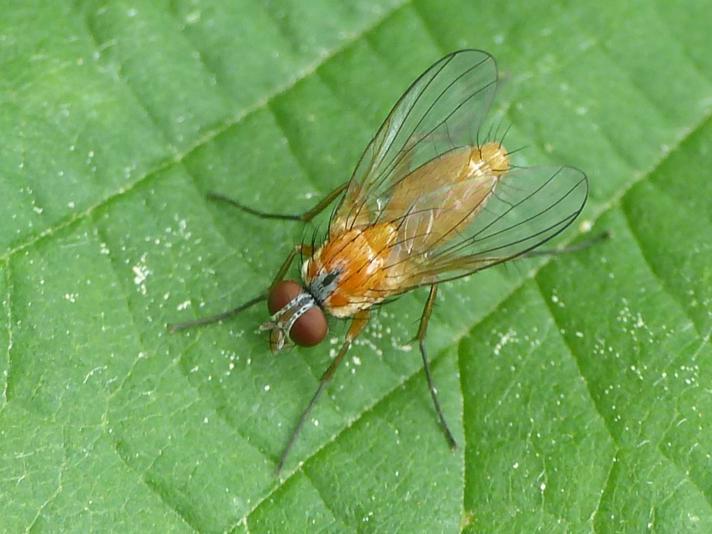 Achanthiptera rohrelliformis