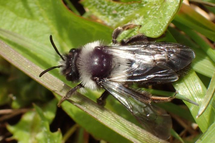Sorthvid Jordbi (Andrena cineraria)