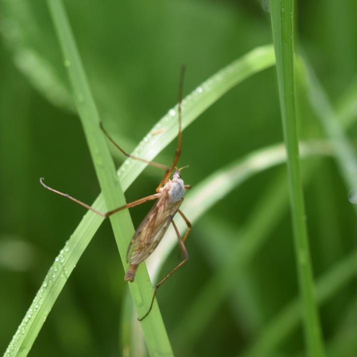 Eutonia barbipes