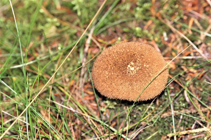 Umbrabrun Støvbold (Lycoperdon umbrinum)