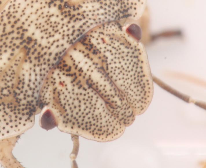 Starskjoldtæge (Eurygaster testudinaria)