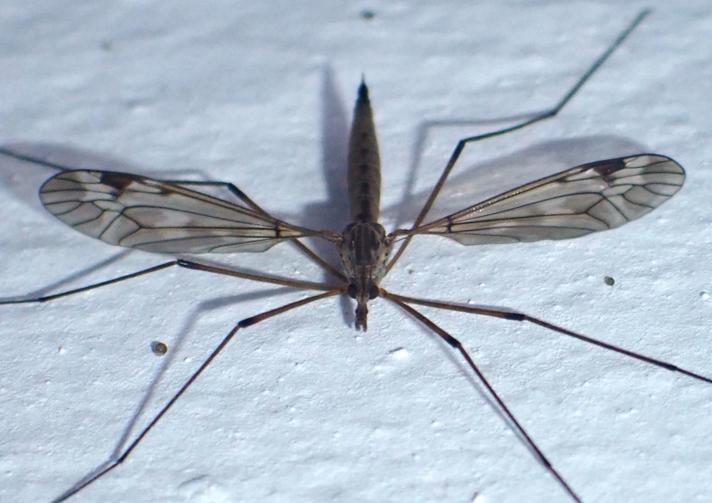 Tipula unca