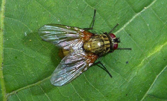 Allophorocera ferruginea