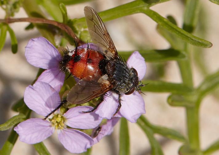 Peleteria rubescens