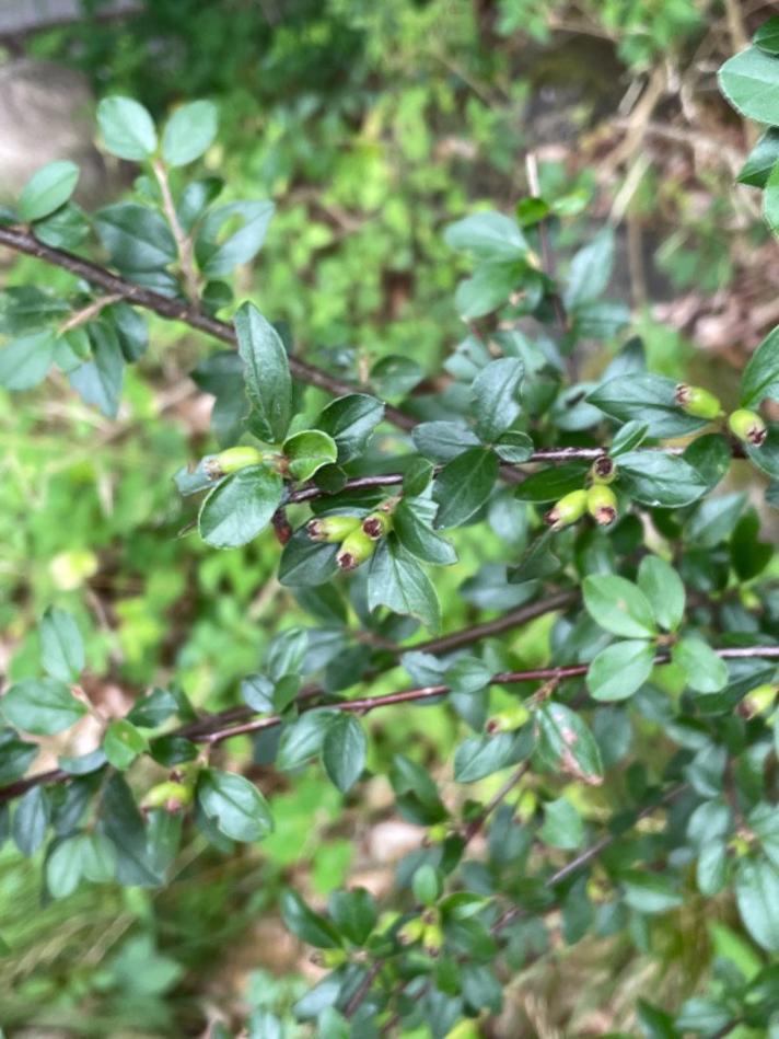 Cotoneaster sp. (Cotoneaster sp.)